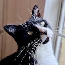 Thumbnail photo of Luz #1