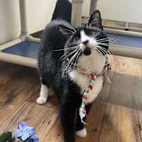 Thumbnail photo of Luz #3