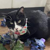 Thumbnail photo of Luz #4