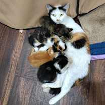 Thumbnail photo of Victoria #4