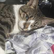 Thumbnail photo of Mellow #2