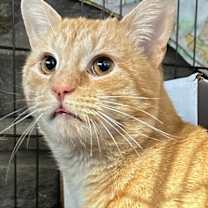 Thumbnail photo of Juice #1