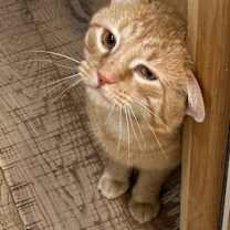 Thumbnail photo of Juice #3