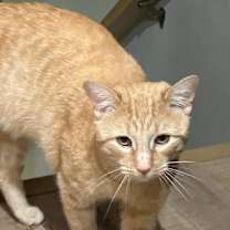 Thumbnail photo of Juice #4