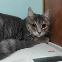 Thumbnail photo of Noodles #2