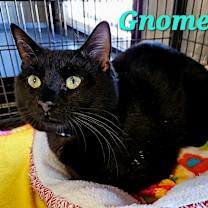 Thumbnail photo of Gnome #1