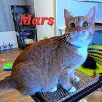 Thumbnail photo of Mars #1