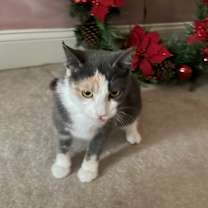 Thumbnail photo of Dewey #2