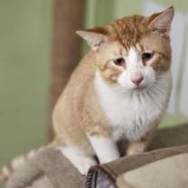 Thumbnail photo of Gilbert #1