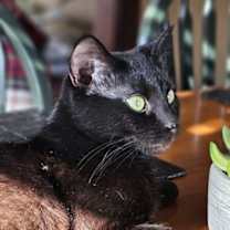 Thumbnail photo of Miss Kitty #4