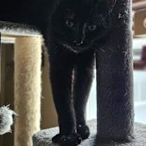 Thumbnail photo of Luna #3