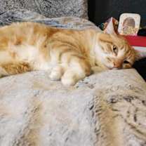 Thumbnail photo of Milo #2