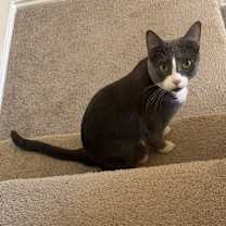 Thumbnail photo of Bell #1