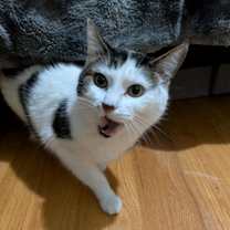 Thumbnail photo of Simba #4