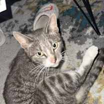 Thumbnail photo of Melrose #1