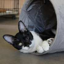 Thumbnail photo of Peggy Sue #1