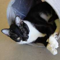 Thumbnail photo of Peggy Sue #3
