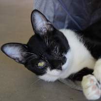 Thumbnail photo of Peggy Sue #4