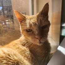 Thumbnail photo of Chiffon #1