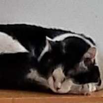 Thumbnail photo of Boomer (courtesy post) #1