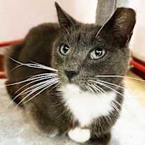Thumbnail photo of Percy #1
