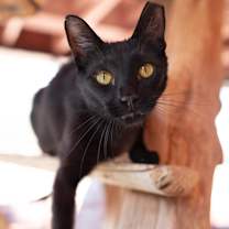 Thumbnail photo of Clive #2