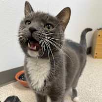 Thumbnail photo of Bella #1