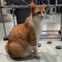 Thumbnail photo of Rajah #1