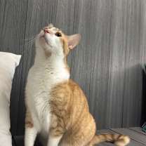 Thumbnail photo of Rajah #2