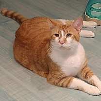 Thumbnail photo of Rajah #3