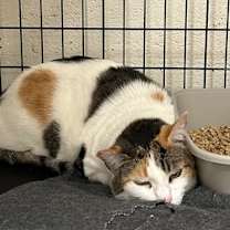 Thumbnail photo of Cheyenne #2