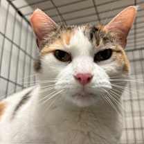 Thumbnail photo of Cheyenne #3