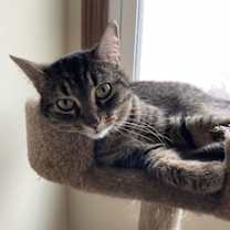 Thumbnail photo of Dharma #1