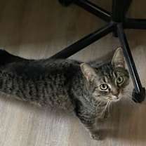 Thumbnail photo of Dharma #2