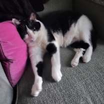 Thumbnail photo of zz 'Milo' courtesy listing #2