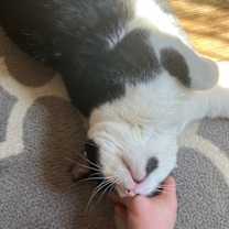 Thumbnail photo of zz 'Milo' courtesy listing #3