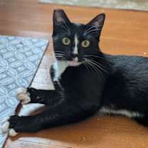 Thumbnail photo of Susie #1