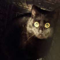 Thumbnail photo of barn home cats #2