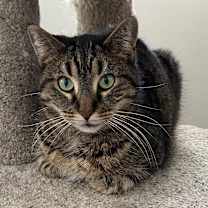 Thumbnail photo of Peanut #1