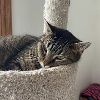 Thumbnail photo of Peanut #3