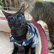 Thumbnail photo of Minnow #1