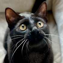 Thumbnail photo of Minnow #2