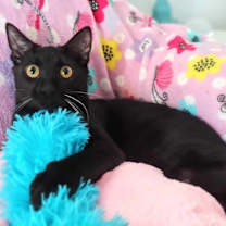 Thumbnail photo of Minnow #4