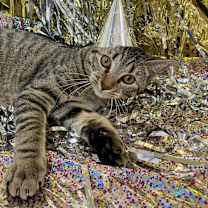 Thumbnail photo of Squid #1