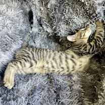 Thumbnail photo of Squid #2