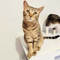 Thumbnail photo of Squid #3