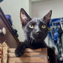 Thumbnail photo of Uno #1