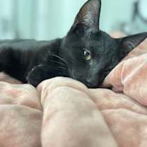 Thumbnail photo of Uno #2