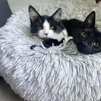 Thumbnail photo of Uno #3