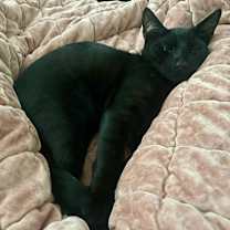 Thumbnail photo of Uno #4